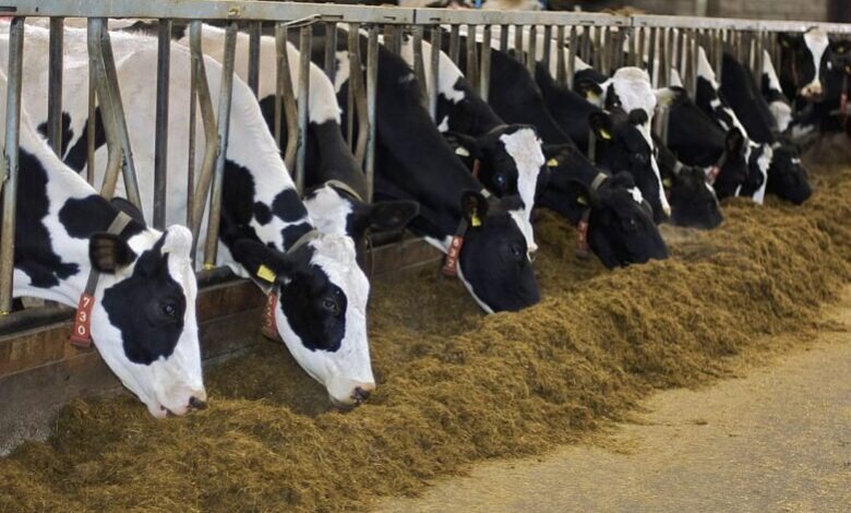 گاوداری خوراک دام