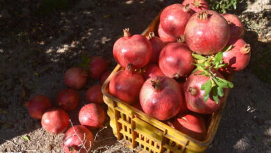 مصلحات انار