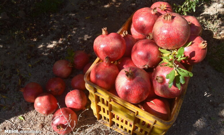 مصلحات انار