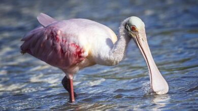 دنیای پرندگان