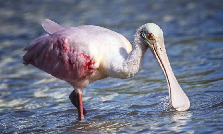 دنیای پرندگان