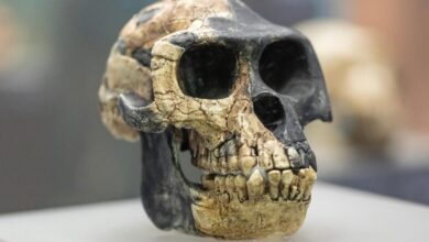 کشف فسیلهای جدید در اتیوپی