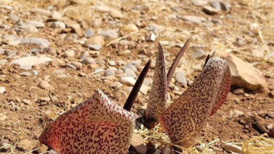 گل کاردین خالدار