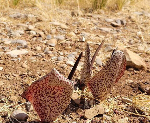 گل کاردین خالدار