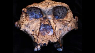 رمزگشایی از اجداد باستانی