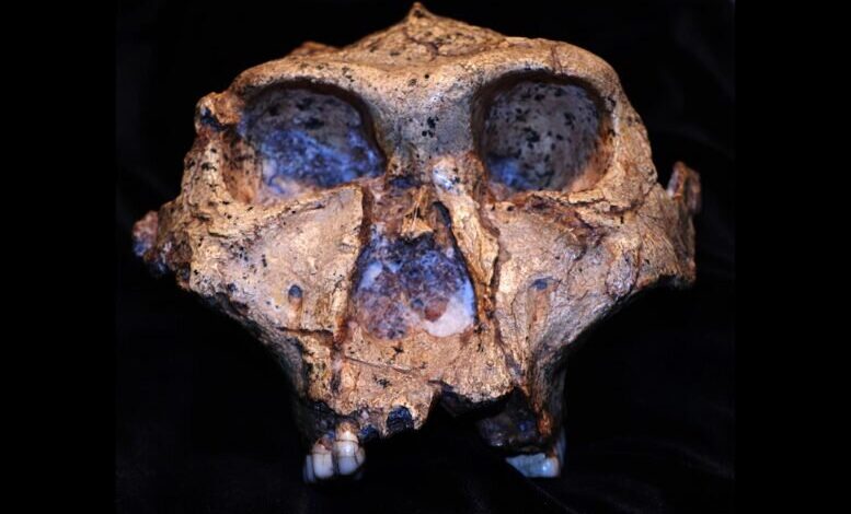 رمزگشایی از اجداد باستانی