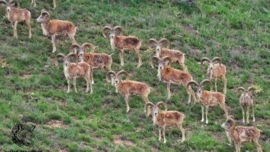پارک ملی گلستان