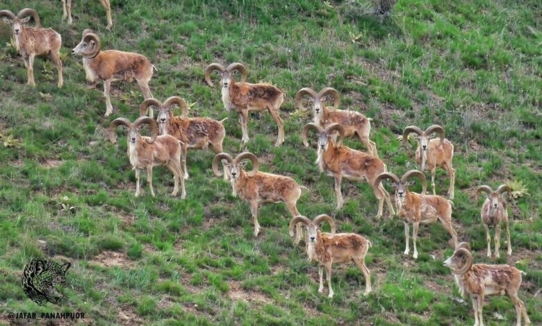 پارک ملی گلستان