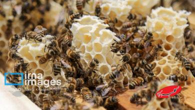 علت شکرک زدن عسل طبیعی