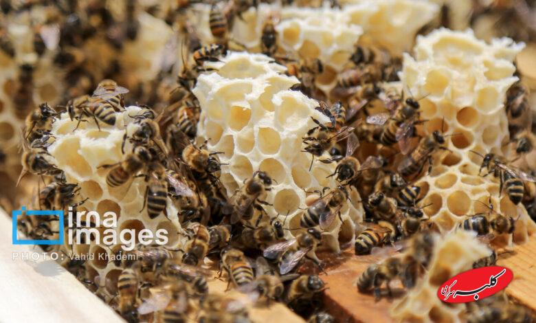 علت شکرک زدن عسل طبیعی