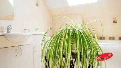 گیاه مناسب برای حمام - گیاه عنکبوتی