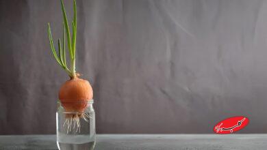 کاشت پیاز جوانه‌زده در آب