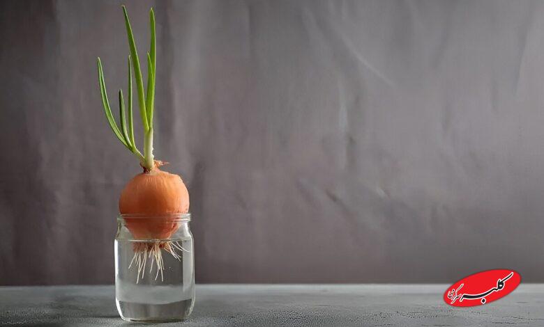 کاشت پیاز جوانهزده در آب