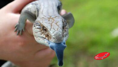 زبان حیوانات