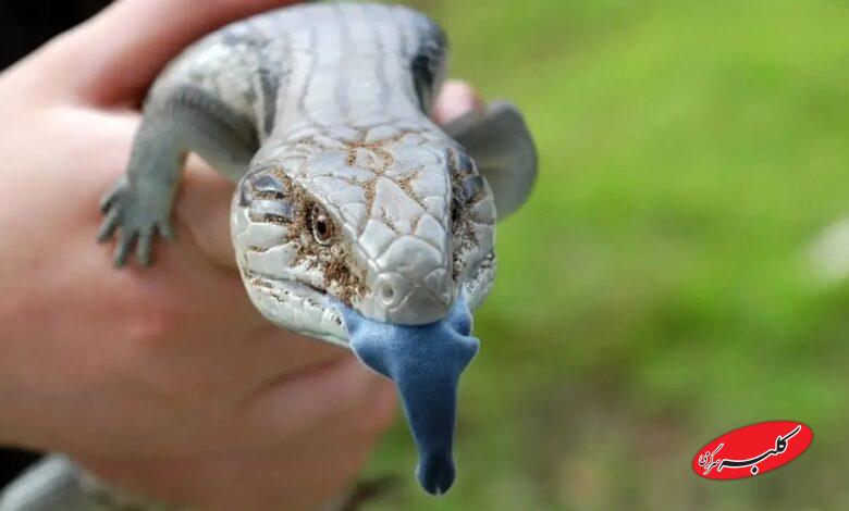 زبان حیوانات