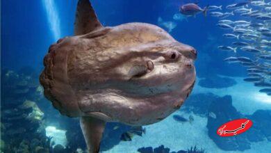 خورشیدماهی