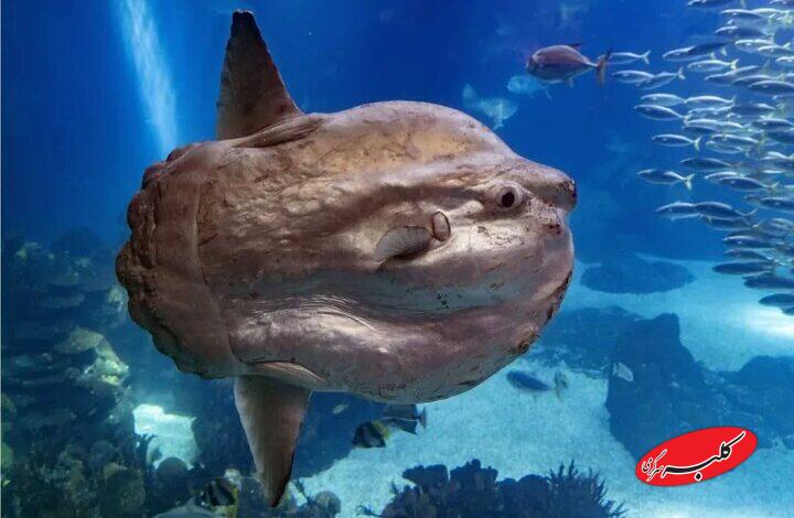 خورشیدماهی