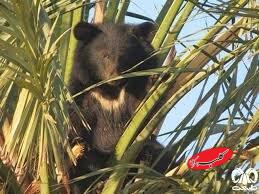 خرس سیاه- عکاس مرتضی آریانژاد