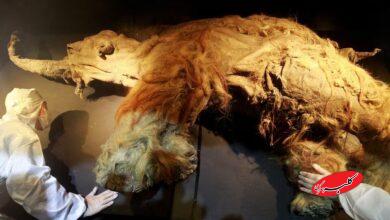 ماموت یخ زده