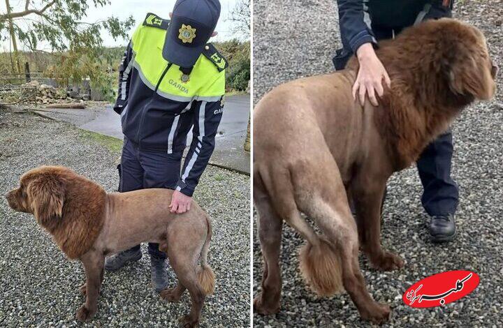 شباهت  چهره سگ به شیر