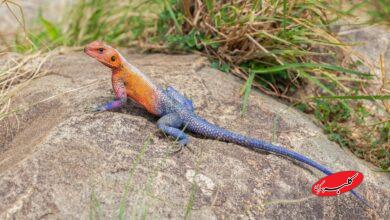 مارمولک مردعنکبوتی