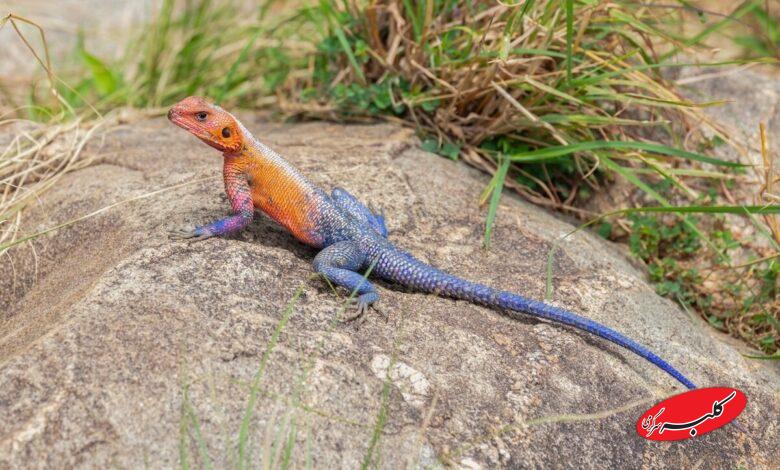 مارمولک مردعنکبوتی