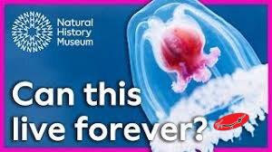 طبیعت موجوداتی که نمی‌میرند؛