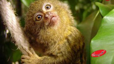 کوچک‌ترین میمون جهان که هم‌اندازۀ یک موز است