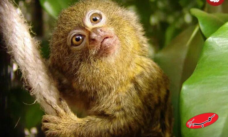 کوچکترین میمون جهان که هماندازۀ یک موز است