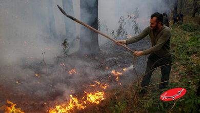 جنگل های الیت