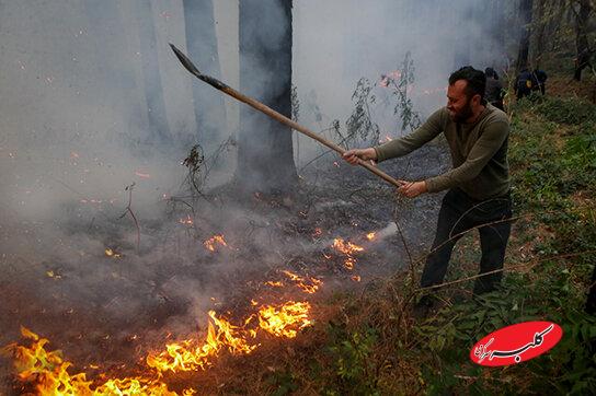 جنگل های الیت