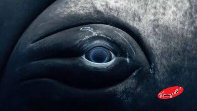 نمای نزدیک از چشم نهنگ؛ ترکیب زیبایی حیرتانگیز غول دریایی با پایان غمانگیز + تصاویر