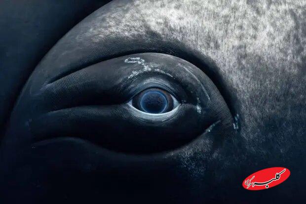 نمای نزدیک از چشم نهنگ؛ ترکیب زیبایی حیرت‌انگیز غول دریایی با پایان غم‌انگیز + تصاویر