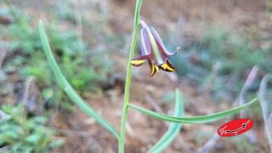 لاله واژگون سنندجی