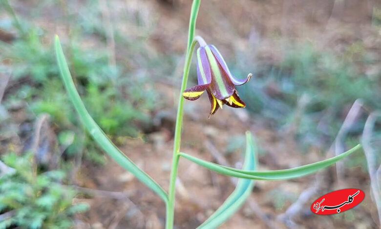 لاله واژگون سنندجی