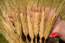 گندم
