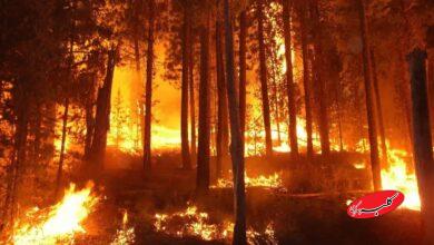 آتش سوزی جنگل