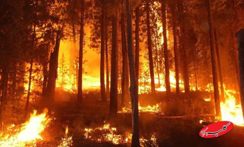 آتش سوزی جنگل