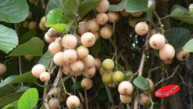 میوه سپستان