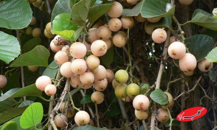 میوه سپستان