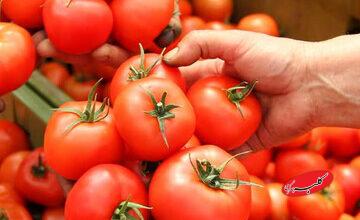 گوجه فرنگی هم لاکچری شد/ قیمت عجیب گوجه فرنگی را در بازار ببینید