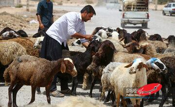 قیمت جدید دام زنده در بازار اعلام شد/ پوریان: از این قیمت بالاتر گوشت نخرید