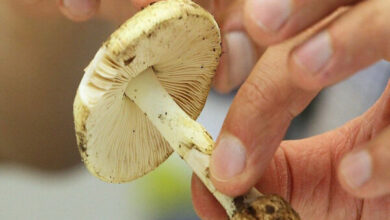 مصرف این قارچ‌ها جانتان را تهدید می‌کند!