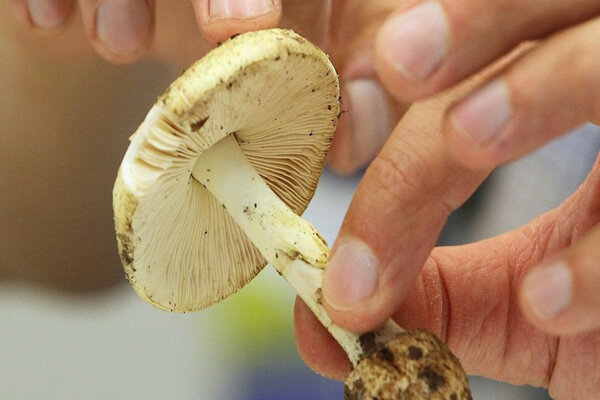 مصرف این قارچها جانتان را تهدید میکند!