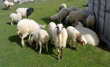 قیمت جدید دام‌زنده ۱۱ آبان‌ماه ۱۴۰۴ اعلام شد/ گوسفند و گوساله ارزان شد + جدول