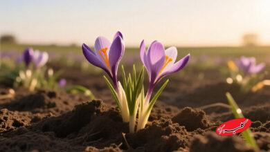 طعم دهنده ای که «مزه» مرگ می دهد+فیلم