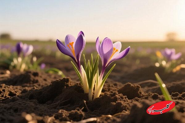 طعم دهنده ای که «مزه» مرگ می دهد+فیلم