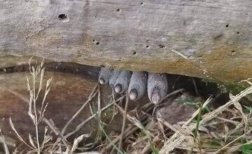 انگشتان مرده زیر تنه درخت / صحنهای هولناک در جنگل / عکس