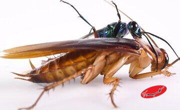 سوسکها، عامل پنهان آلودگی هوا / قاتل نامرئی کیفیت هوای خانه