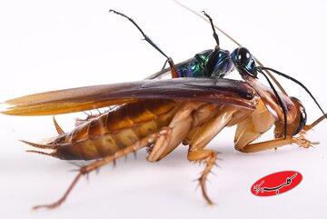 سوسکها، عامل پنهان آلودگی هوا / قاتل نامرئی کیفیت هوای خانه